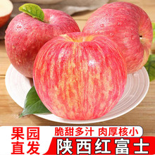 头茬早熟陕西红富士苹果当季3/5/9斤脆甜多汁新鲜水果整箱