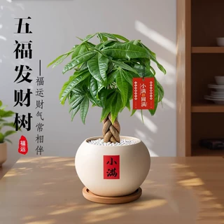 五福发财树桌面盆栽室内客厅四季植物办公室盆景摆件小招财树绿植