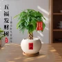 客厅四季桌面办公室发财树