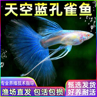 ��ƷС�͟Ꭷ�~��ĸ��Ʒ��յ�ˮ�{��ȸ�~�Pβ�~���N���B�ͻ����l