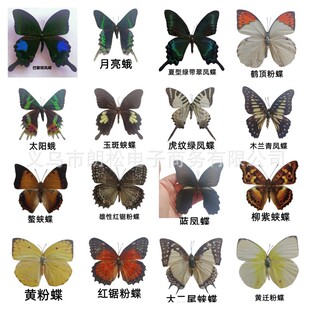 Factory direct supply of real butterfly specimens popular science exhibits unpopular gadgets teaching supplies shooting props handmade decorations