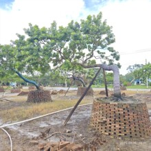 250801基地 供应 造型 斜飘红果冬青 长飘景观树 四季常绿铁冬青