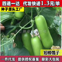 ���۴�����ӹϷN���L���߲˷N��ˮ�ϰ׹ϱ����ļ��߲˷N��