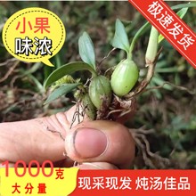 现采石橄榄新鲜双叶中小果500g石仙桃果上叶炖汤煲汤补品材料包邮
