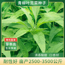 青柳叶苋菜种子细叶汗汉菜种籽春季秋季阳台盆栽菜籽种农家蔬菜孑