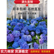 绣球花种籽子四季播种开花卉无尽夏易活室内外阳台庭院植物耐寒
