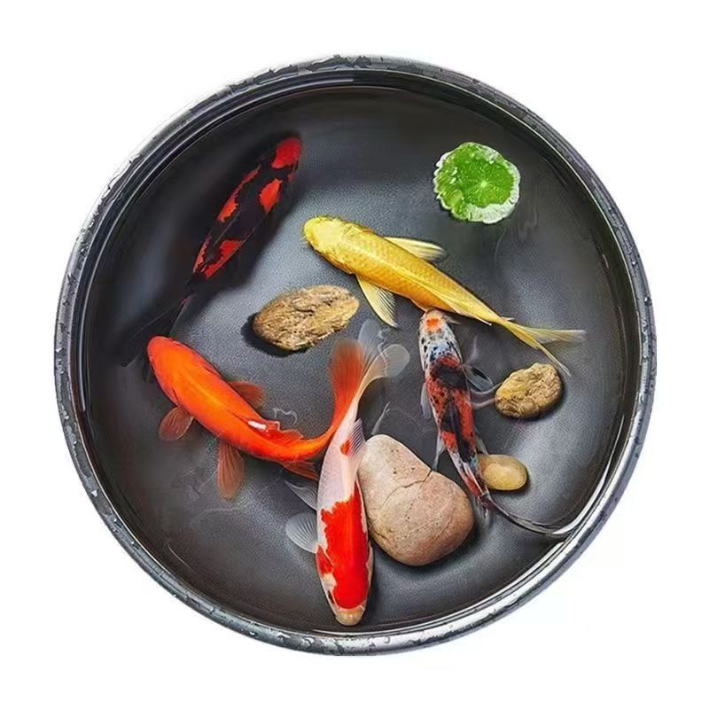 Ornamental Fish, Live Fish, Durable and Easy to Raise, Small Fish, Lazy Fish, Freshwater Fish, Cold Water Fish, Fresh Desktop Fish Factory