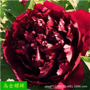 ���ĵ�����绨��ֲ���҃Ȼ��׻���B����ͥԺĵ�������Ʒ�N�x��