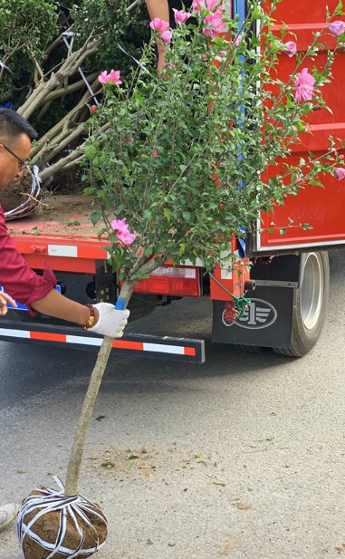 一件代发木槿花苗木槿花重瓣扶桑花盆栽桑叶牡丹带花苞四季开花室