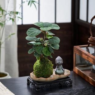 С����������ˮ��Gֲ̦�\���҃ȾGֲ�k���������辰��������