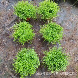 �����m��߅ɏ���� ͥԺ���@��̺��Ƥ�쾰�ر����P����ֲ������