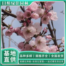 江户彼岸樱树苗12公分的报价 江户彼岸樱哪里购买  风景观赏树