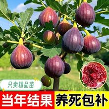 无花果树果苗特大果带果矮化盆栽室内庭院阳台南方北方种植耐寒