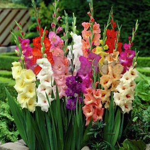 Imported Gladiolus Bulbs, Cut Florals, Indoor and Outdoor Courtyard Gladiolus Bulbs, Easy-To-Live and Cold-Resistant Plants for All Seasons, Perennial Florals