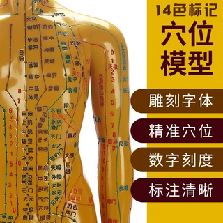 中医针灸穴位图人体模型男女全身十二经络小皮人高清可扎针人模