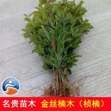 名贵树苗大全别墅南方紫檀名贵黄花梨苗木经济林小叶桢楠大苗小苗