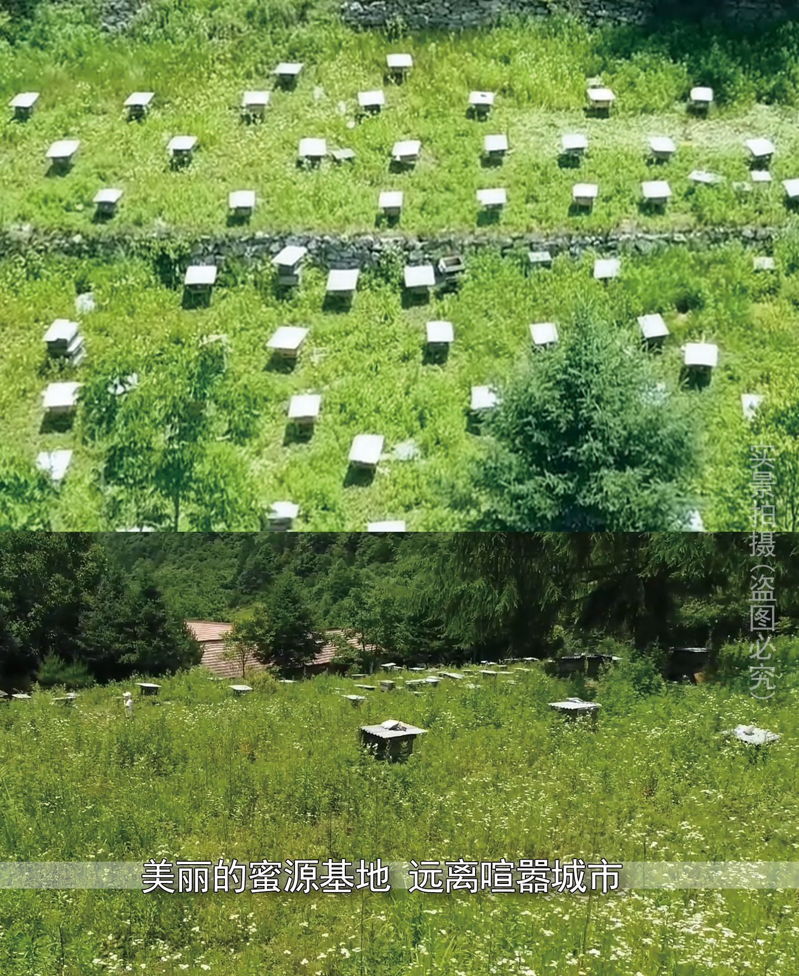 500g土蜂蜜寶貝詳情1_03