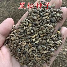 ɘNͺͺľNļձɷNӾG