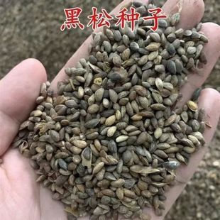 ���ɘ�N���ͺ��ͺ���ľ��N�������ļ��������ձ����ɷN�ӾG����