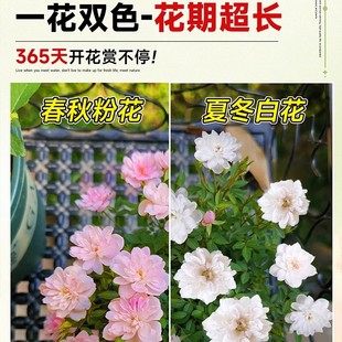 ���������¼��̨����ˮ����B����̦�\���r���Gֲ�����^�p�k����