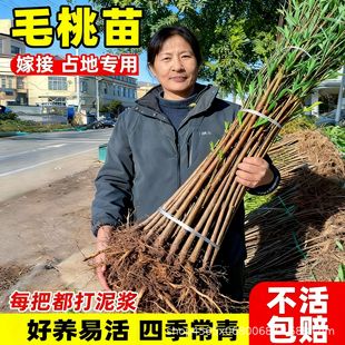 ë�����Ҙ������Ʒ�N�޽����S�Ҷ��ϱ����̓��ش�̖ͥԺ��������