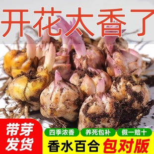 Imported Perfume Lily Bulbs with Buds, Large Double-Petal Fragrant Four-Season Flowering Potted Indoor and Outdoor Plants