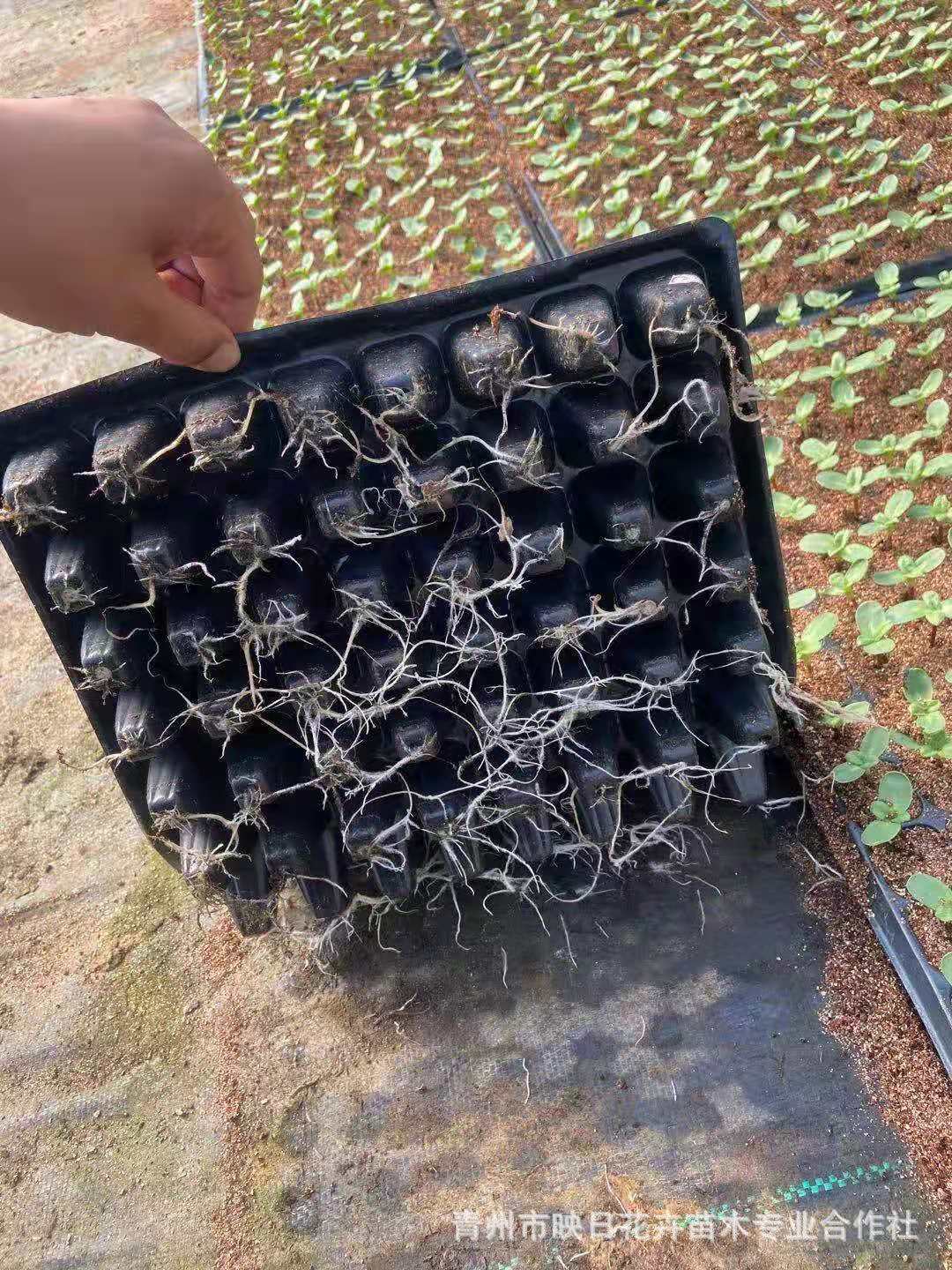 a0172ac36b09df91bc63e4e1b26df2