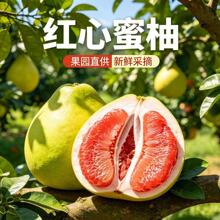 海南三红柚新鲜水果红心柚子当季蜜柚多汁水皮薄肉厚福建包邮发货