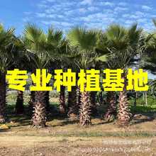 江苏华盛顿棕榈供应 华棕树报价 福建棕榈树批发 移栽老人葵价格