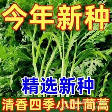 С�~����˷N������ʵ۲˲˷N��ԭ�b�ļ����N�߲˷N�Ӵ�ȫ�����l