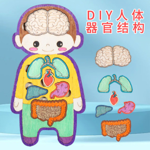 Kindergarten Children's Human Body Cognition Puzzle Diy Science and Technology Small Production Materials Student Science Experiment Handmade Teaching Aware