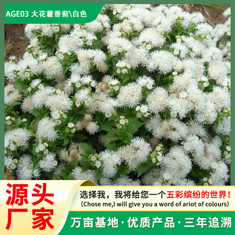 霍香蓟种子蓝花冠藿香蓟花籽四季播易种阳台庭院盆栽花卉花海花种