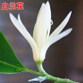 批发花卉绿植白玉兰花树苗绿植白兰花苗白兰花盆栽