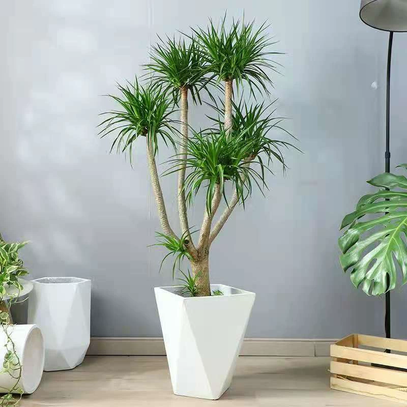 Зеленое растение Дракея, Дракея дракеенойдес, Дракея дракеенойдес вар. мультифлор, комнатные цветы и растения в горшках для гостиной, офисный бонсай, многоглавые премиальные сорта