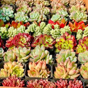 Succulent Wholesale Succulent Plants with Pots Whole Box Succulent Old Piles with Pots Wholesale Succulent Plant Package Rainbow Lcl