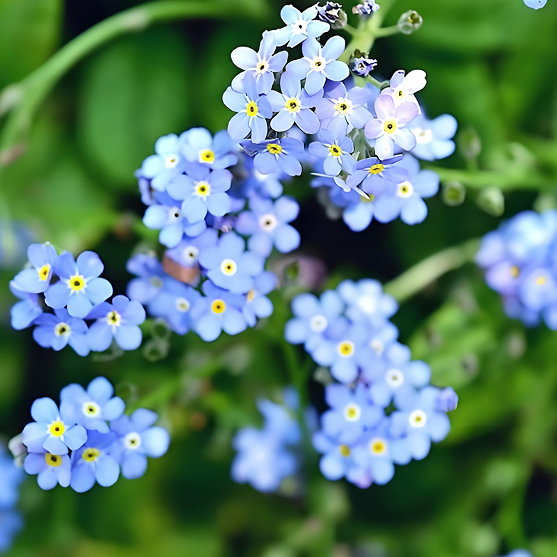 Forget-me-not/Limonium/About 200 capsules