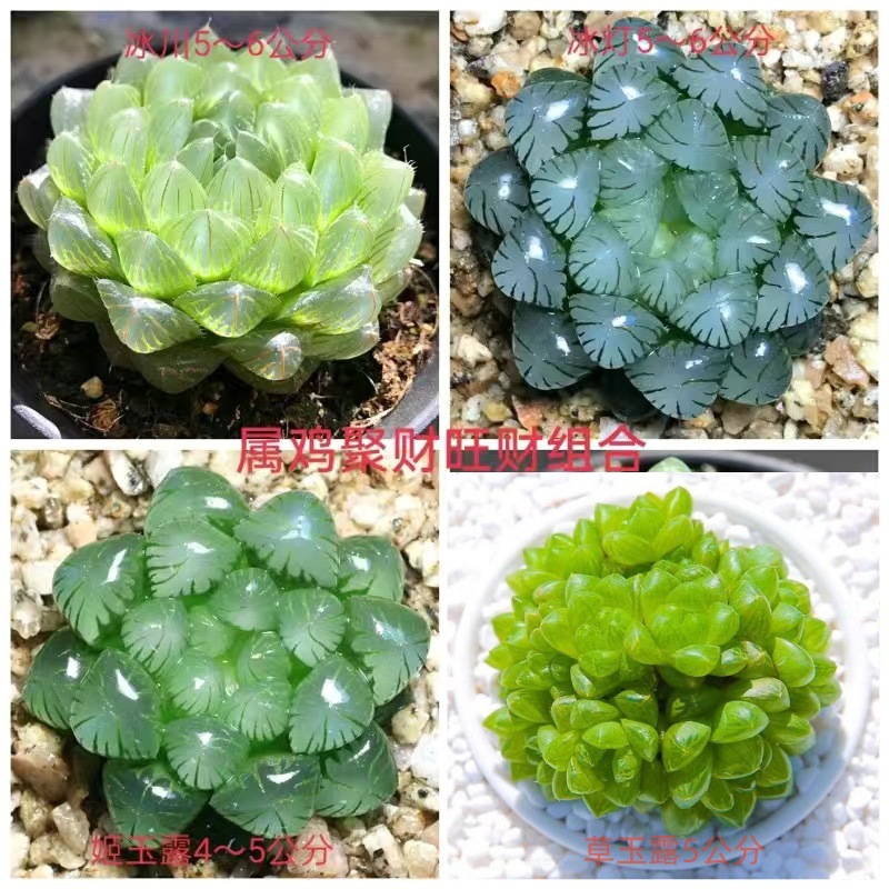 빙하 + 지유루 + 풀옥이슬 + 얼음등불(닭)