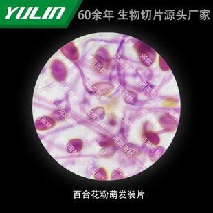 Lily Pollen Germination Loading Film University Medical College Histopathology Paraffin Slide Specimen Microscope
