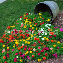 N޹²ļ_ֲ̫ꖻuڻտGļ_