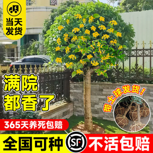 Osmanthus Saplings, Big Trees, All Year Round Osmanthus, Golden Osmanthus, Champion Red Osmanthus, Large Green Plants, Indoor and Outdoor Office Courtyard Old Piles