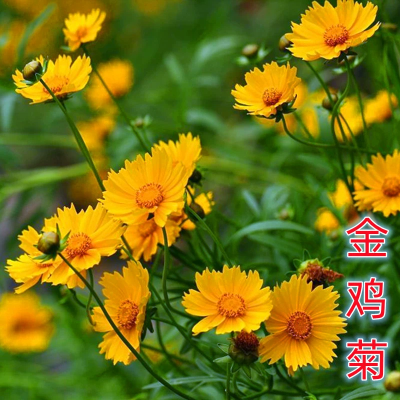 Семена кореопсиса многолетний корень большой цветок семена кореопсиса Four Seasons легко жить цветы морское озеленение