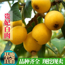 ���˘������� �F������������ ���� �Lζ������Y��������