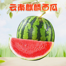 云南麒麟西瓜代发3/9斤应季手撕红玉沙瓤薄皮西瓜爆甜新鲜水果