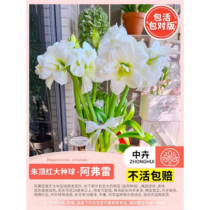 Amaryllis hippeastrum 'aphra'