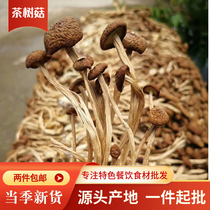 古田新货未开伞茶树菇 食用菌批发茶树菇开伞干货散装一整箱批发