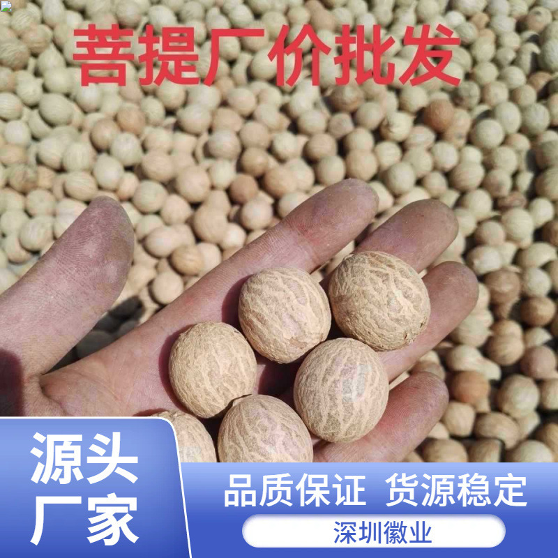 白翡翠菩提根 新菩提種子 白果原果径 - 菩提根大果原料は斤売り|undefined