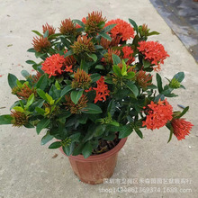 С�~�����������������̨ͥԺ�@�־G��ֲ���ļ�����ϲ��͟�Gֲ