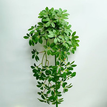 ���������~�ڒ����҃��쾰�Ҿ��b��ٗl����ľ�Ƶ���Ô[���b�