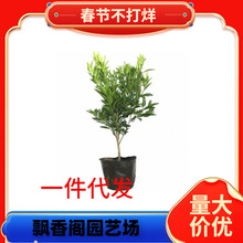 ����������Ҋ���٘��� ����Ҋ���Ә��� ��˹�۸��ټ޽���������