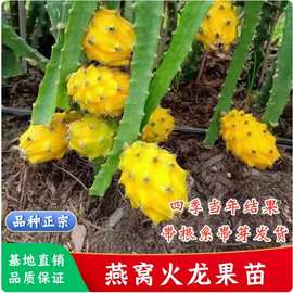 燕窝火龙果树苗新品种麒麟果苗黄皮白肉嫁接苗当年结果植物水果